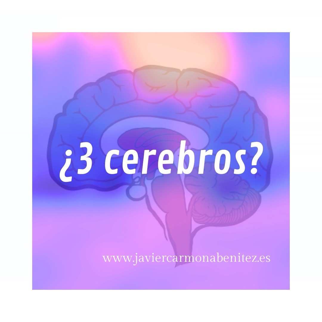 ¿Tenemos tres cerebros? ¿Mito o realidad?